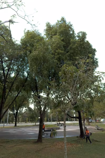 tree photo