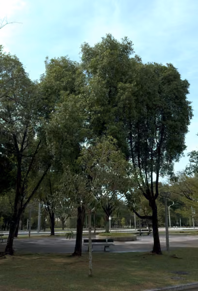tree photo