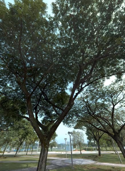 tree photo