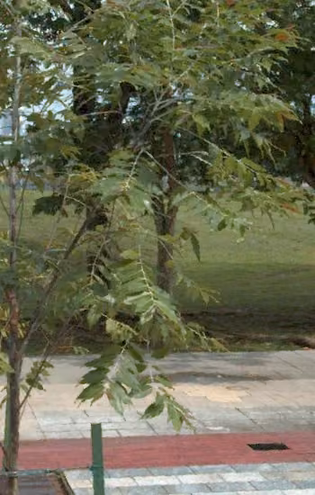 tree photo