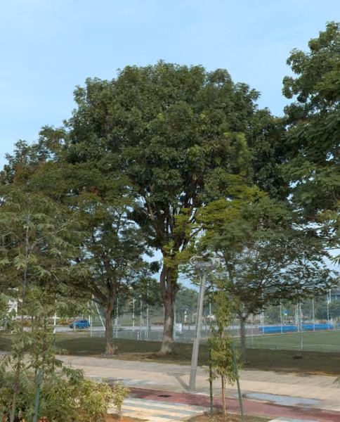 tree photo