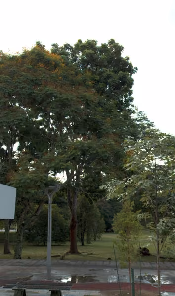 tree photo