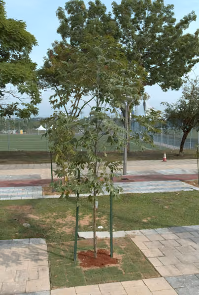 tree photo