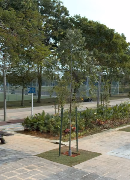tree photo