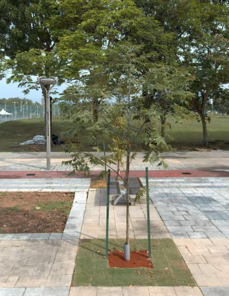 tree photo