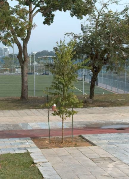 tree photo