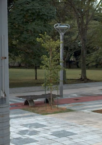 tree photo