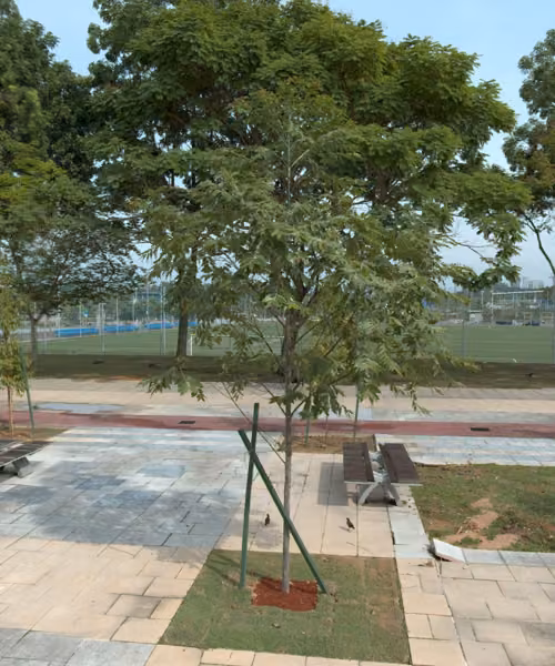 tree photo