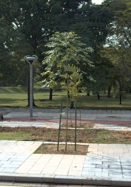 tree photo