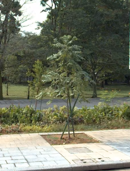 tree photo