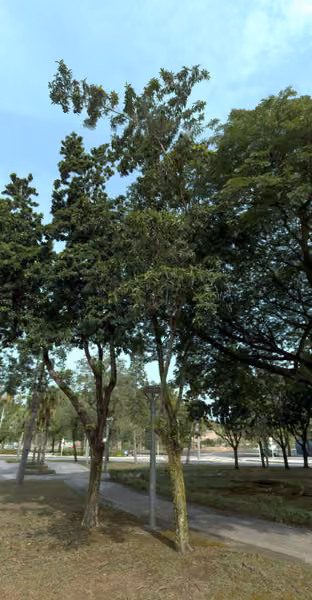tree photo