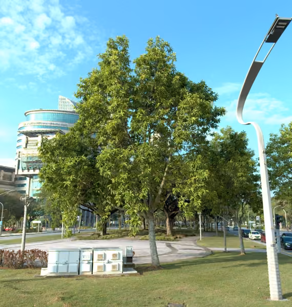 tree photo