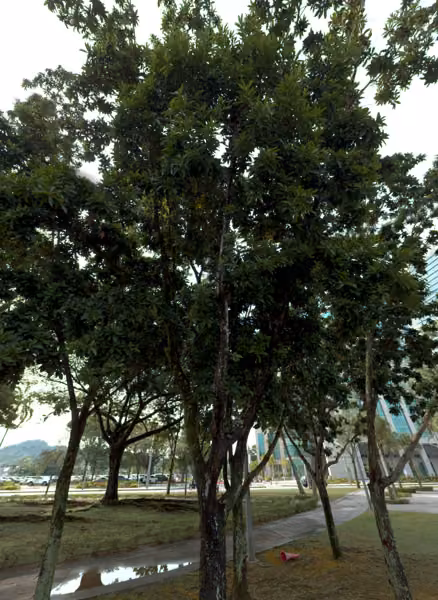 tree photo