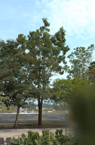 tree photo