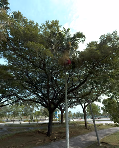 tree photo