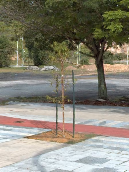 tree photo