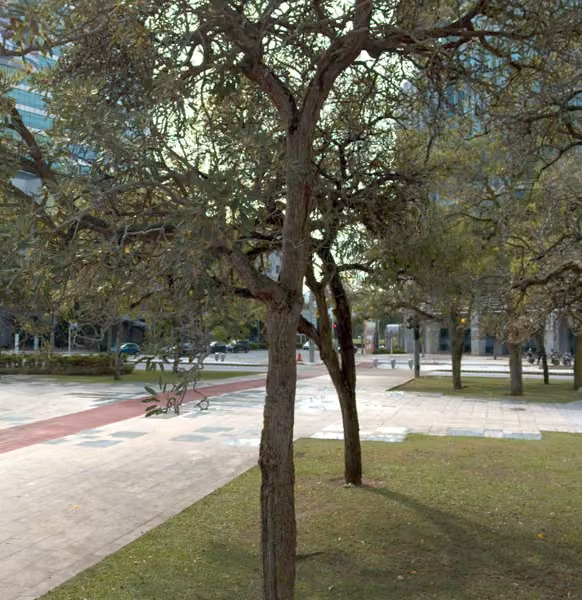 tree photo