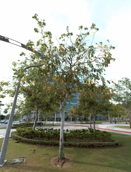 tree photo