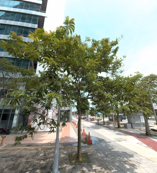 tree photo