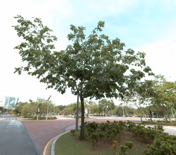 tree photo