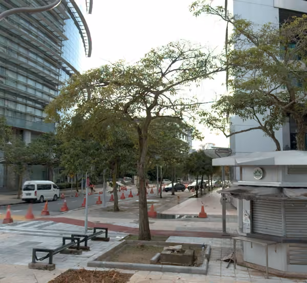 tree photo