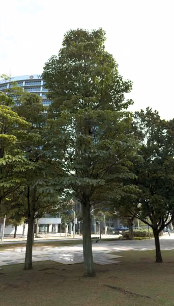 tree photo