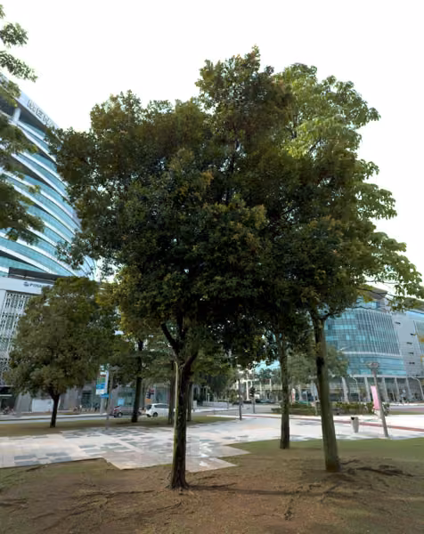 tree photo