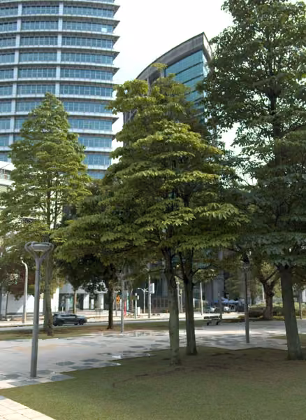 tree photo