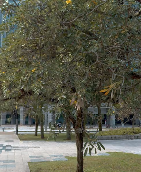 tree photo