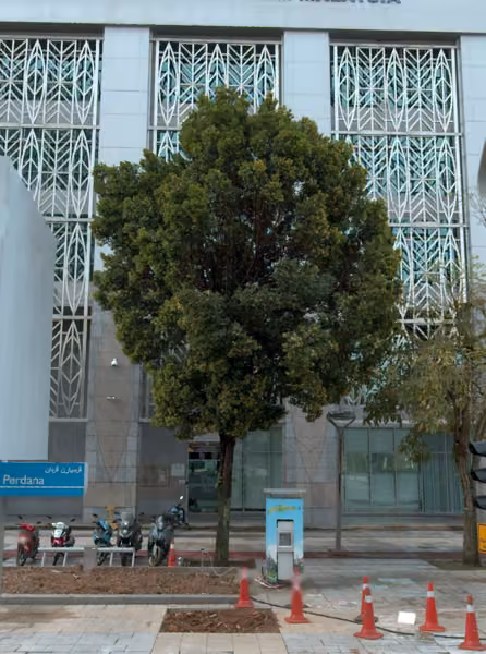 tree photo