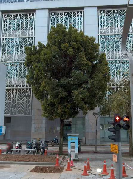 tree photo