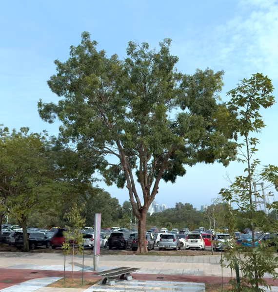 tree photo