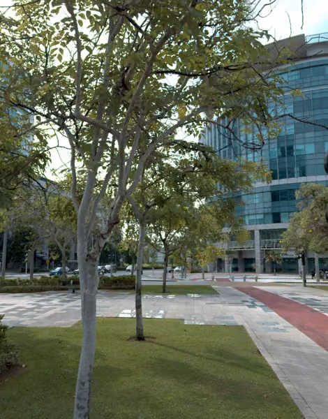 tree photo