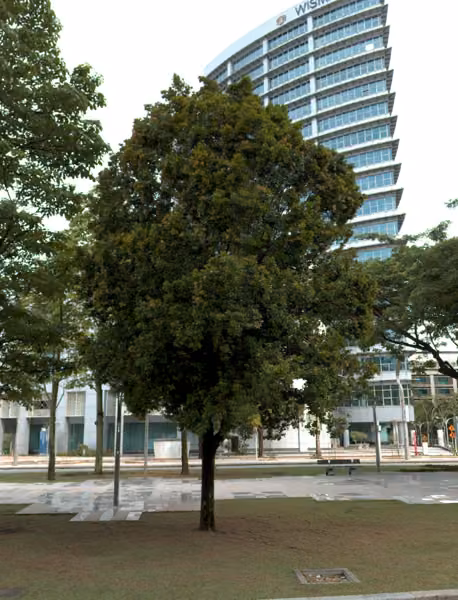 tree photo