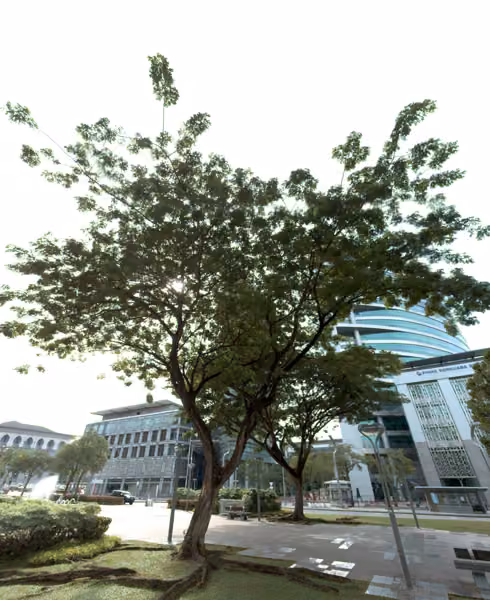 tree photo