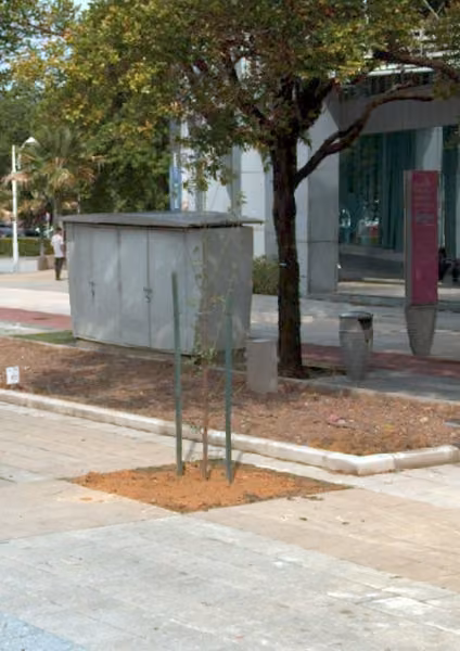 tree photo