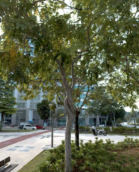 tree photo