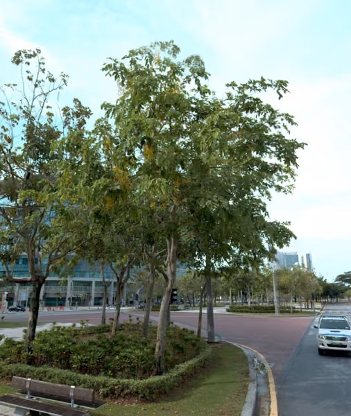 tree photo