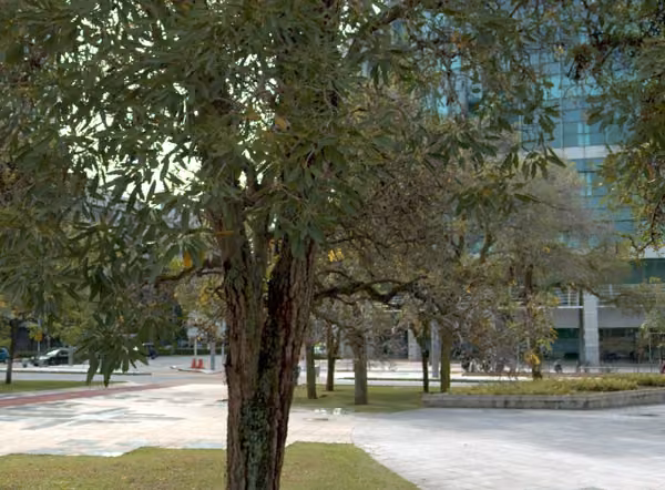 tree photo