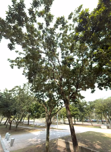 tree photo