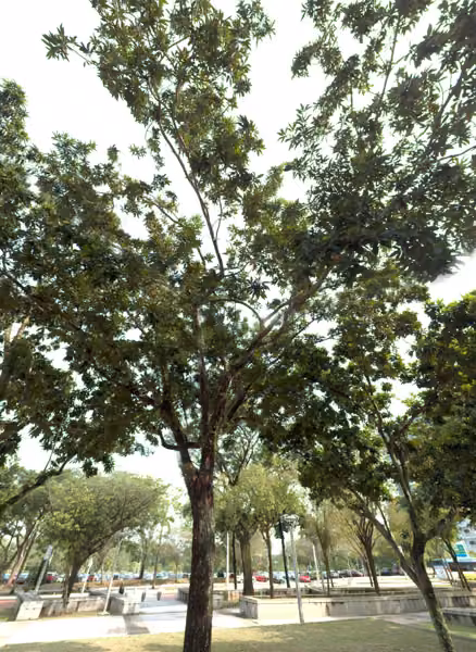 tree photo