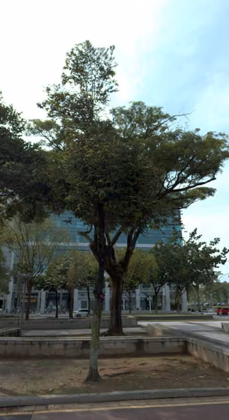 tree photo