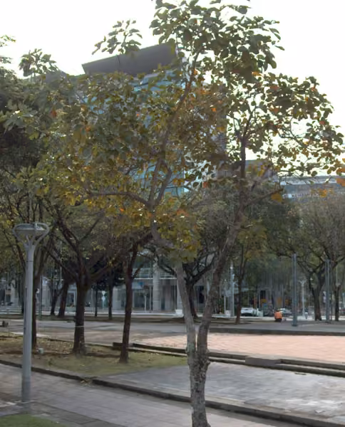 tree photo