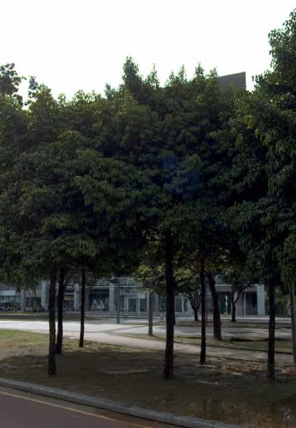 tree photo