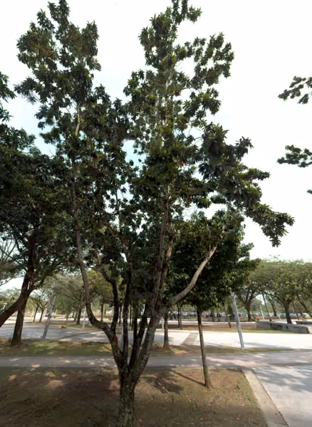 tree photo
