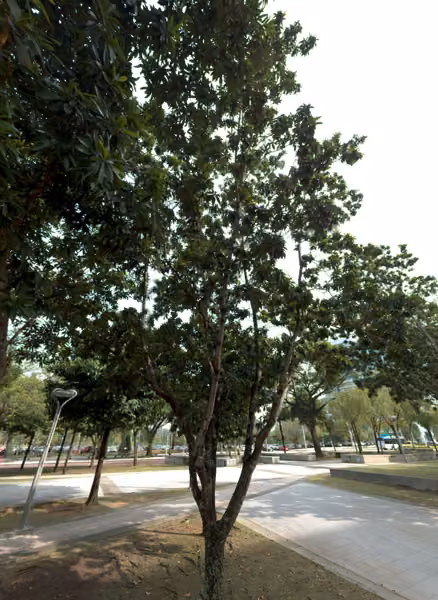 tree photo
