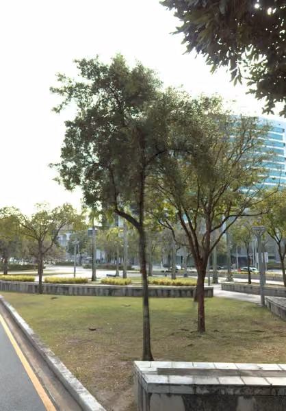 tree photo