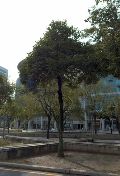 tree photo