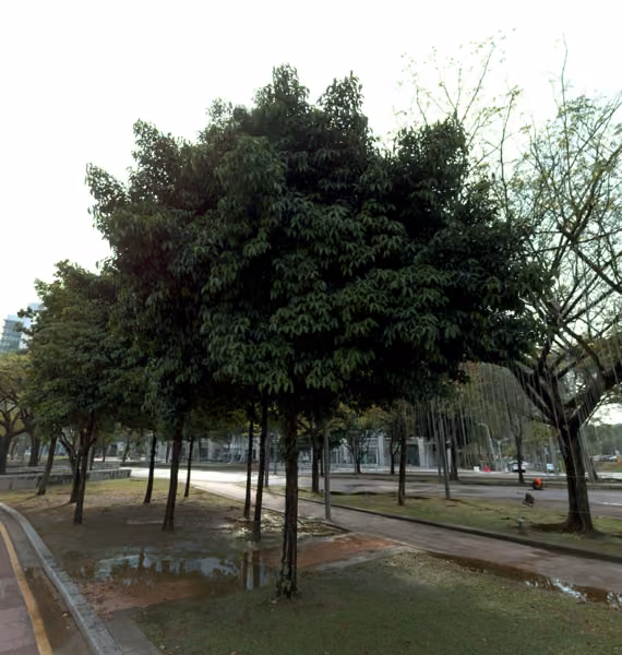 tree photo
