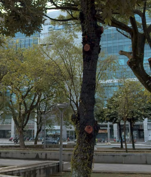 tree photo